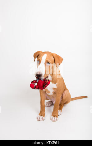 Fawn Colored Young Dog Holding Tiny Red Bear Stock Photo