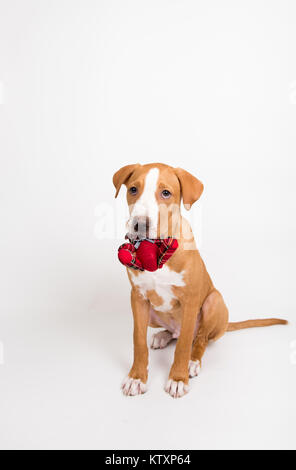 Fawn Colored Young Dog Holding Tiny Red Bear Stock Photo