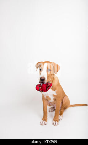 Fawn Colored Young Dog Holding Tiny Red Bear Stock Photo