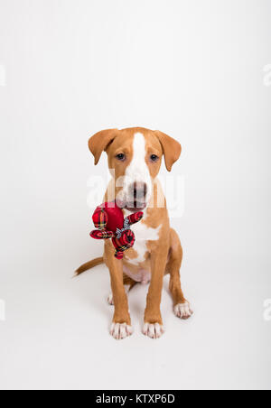 Fawn Colored Young Dog Holding Tiny Red Bear Stock Photo