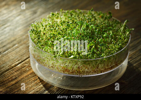 Watercress sprouts in a sprouter, sprouted organic cress seeds in a sprouting tray n a rustic table. Nasturtium officinale. Stock Photo