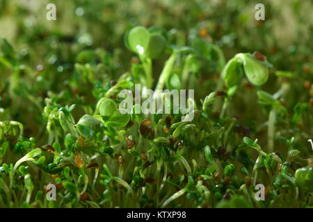 Watercress sprouts in a sprouter, artistic closeup green background. Nasturtium officinale. Stock Photo