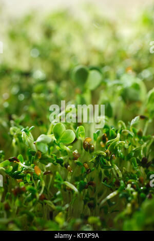 Watercress sprouts in bright sunlight, sprouting cress seeds organic greens closeup background. Nasturtium officinale. Stock Photo