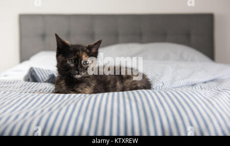 Tiny Adorable Tortoise Shell Kitten Relaxing on Striped Bed Stock Photo