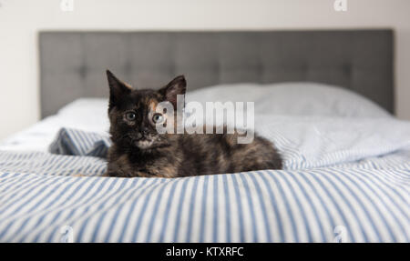 Tiny Adorable Tortoise Shell Kitten Relaxing on Striped Bed Stock Photo