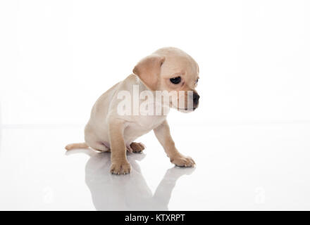 Tiny Light Colored Chihuahua Puppy Standing on reflective White Background Stock Photo