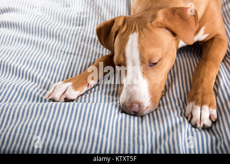 Young Fawn Colored Dog Falling Asleep on Striped Bed Stock Photo