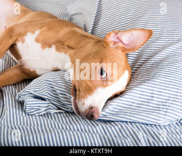 Young Fawn Colored Dog Falling Asleep on Striped Bed Stock Photo