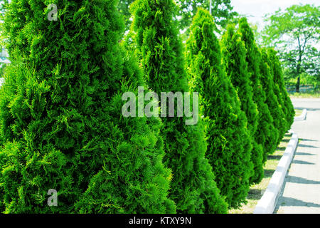 Thuja at the road in the summer. Decorative Thuya. Stock Photo