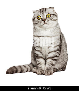 Portrait of a surprised cat Scottish Fold Straight, Cat sleeping on the ground And pondering the past stories in life, the Cute cat sleeps, Scottish F Stock Photo