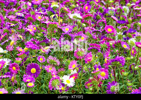 Flower bed of flowering autumn flowers outdoors Stock Photo
