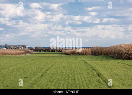 deer in a green field boarding a corn field in east hampton, ny Stock Photo