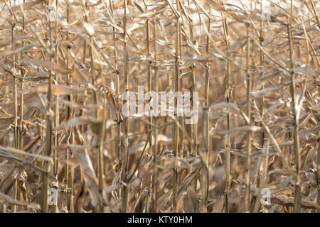 detail of corn stalks in late fall, east hampton, ny Stock Photo