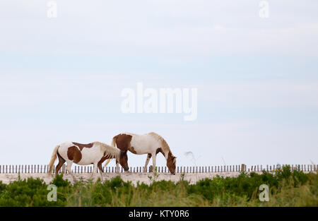 Wild Ponies, horses, of Assateague Island, Maryland, USA. These animals are also known as Assateague Horse or Chincoteague Ponies. Stock Photo