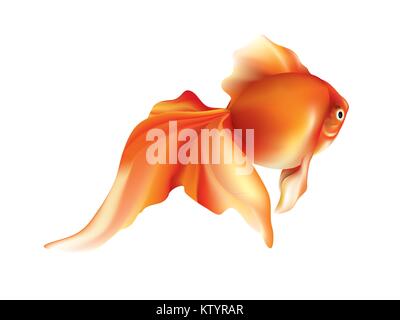 Beautiful goldfish on plain white background Stock Vector