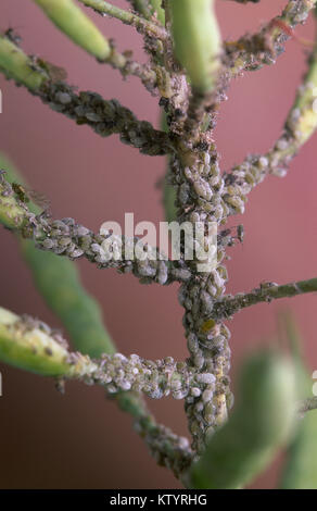 Cabbage aphids on canola plant Stock Photo