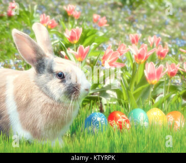 Cute bunny sitting in the grass with Easter Eggs and red tulips behind. Happy Easter! Stock Photo