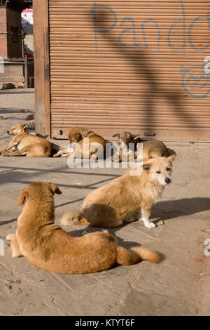 Street dogs snoozing in the sun in Kathmandu, Nepal Stock Photo