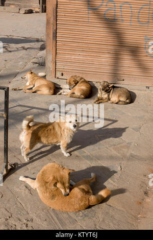 Street dogs snoozing in the sun in Kathmandu, Nepal Stock Photo