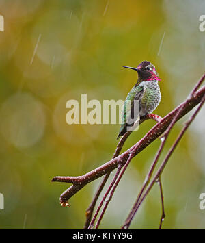 Humming bird in the rain Stock Photo