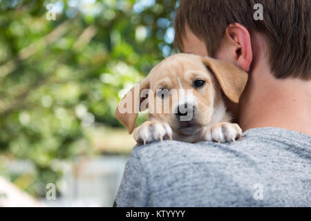 Tiny Little Puppy Being Held in Arms Stock Photo