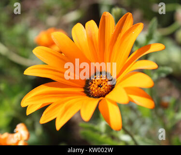 The vibrant orange flower of an Osteospermum also known as African or Cape daisy. Stock Photo
