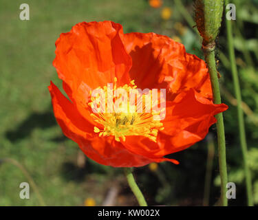 A vibrantly coloured single orange poppy in a natural outdoor setting Stock Photo