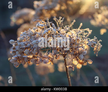 Frosted back lit dried flower head of Hydrangea arborescens Annabelle on a cold winters morning. Stock Photo