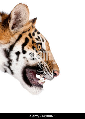 Close-up profile of Bengal tiger snarling, Panthera tigris tigris, 1 year old, in front of white background, studio shot Stock Photo