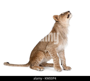 Side view of young lion cub looking up, Panthera leo, 8 months old, against white background, studio shot Stock Photo