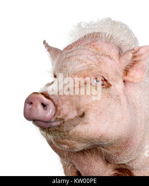 Portrait of Gottingen minipig standing against white background, studio shot Stock Photo