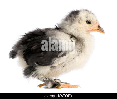 The Pekin is a breed of bantam chicken, 21 days old, standing in front of white background Stock Photo