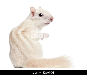 Eastern Chipmunk, Tamias striatus, 2 years old, in front of white background Stock Photo