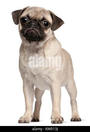 Pug puppy, 4 months old, standing in front of white background Stock Photo