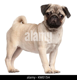 Pug puppy, 3 months old, standing in front of white background Stock Photo