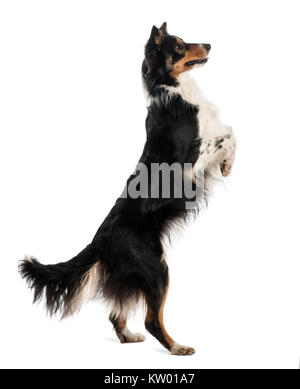 Border Collie standing on hind legs against white background Stock Photo