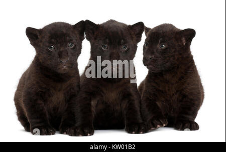 Jaguar cub, 2 months old, Panthera onca, sitting against white background Stock Photo