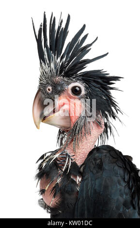 Palm Cockatoo, Probosciger aterrimus, 6 weeks old, also known as the Goliath Cockatoo against white background Stock Photo