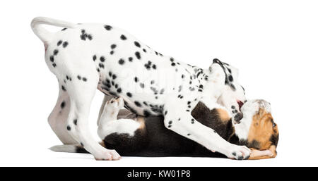 Dalmatian and Beagles puppies playing together, isolated on white Stock Photo