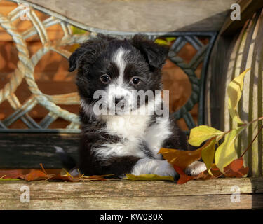 Cute young black bi-color Miniature American Shepherd dog puppy on a wooden bench, an intelligent dog breed also called Miniature Australian Shepherd. Stock Photo