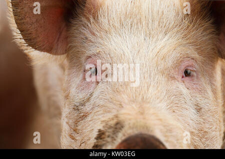 Portrait of a pig's face. Stock Photo