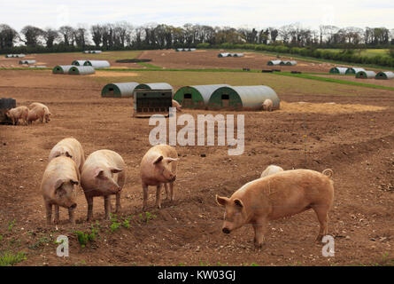 Outdoor reared, organic pig farm in Norfolk, England. Stock Photo