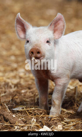 Piglet on an outdoor pig farm. Stock Photo