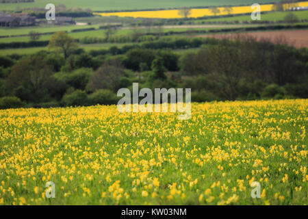 Wild cowslips and rural farmland in north Norfolk. Stock Photo