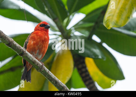 Red Fody (Foudia madagascariensis), Weavers (Ploceidae), Cardinal Fody, Madagascan Red Fody, Madagascar Fody Stock Photo