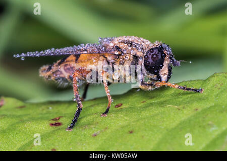 The Footballer Hoverfly (Helophilus pendulus) covered in dew drops on a leaf. Thurles, Tipperary, Ireland. Stock Photo