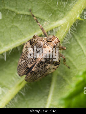 Planthopper (Issus coleoptratus) on the underside of a Rhododendron leaf in woodland. Cahir, Tipperary, Ireland. Stock Photo