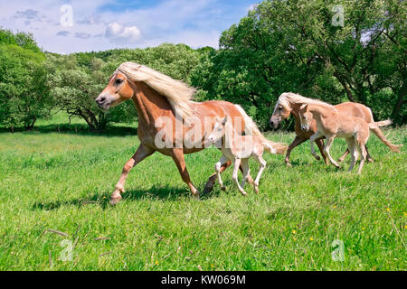 Haflinger mare with frisky foals running together across a pasture in a beautiful farm landscape, Germany. Stock Photo