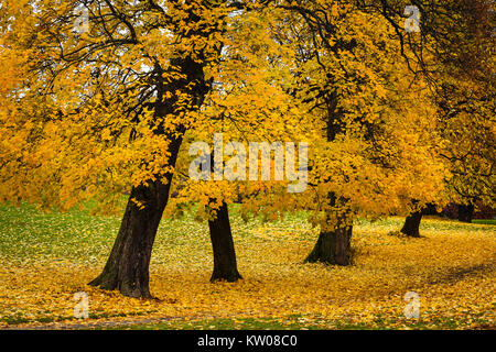 Autumn colors in Vigelandsparken in Oslo, Norway. Stock Photo