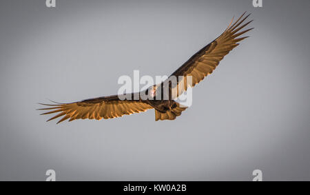 A turkey vulture in flight Stock Photo